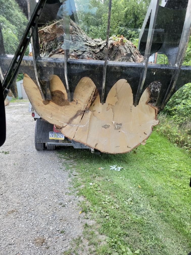 Tree Removal near Luverne, AL