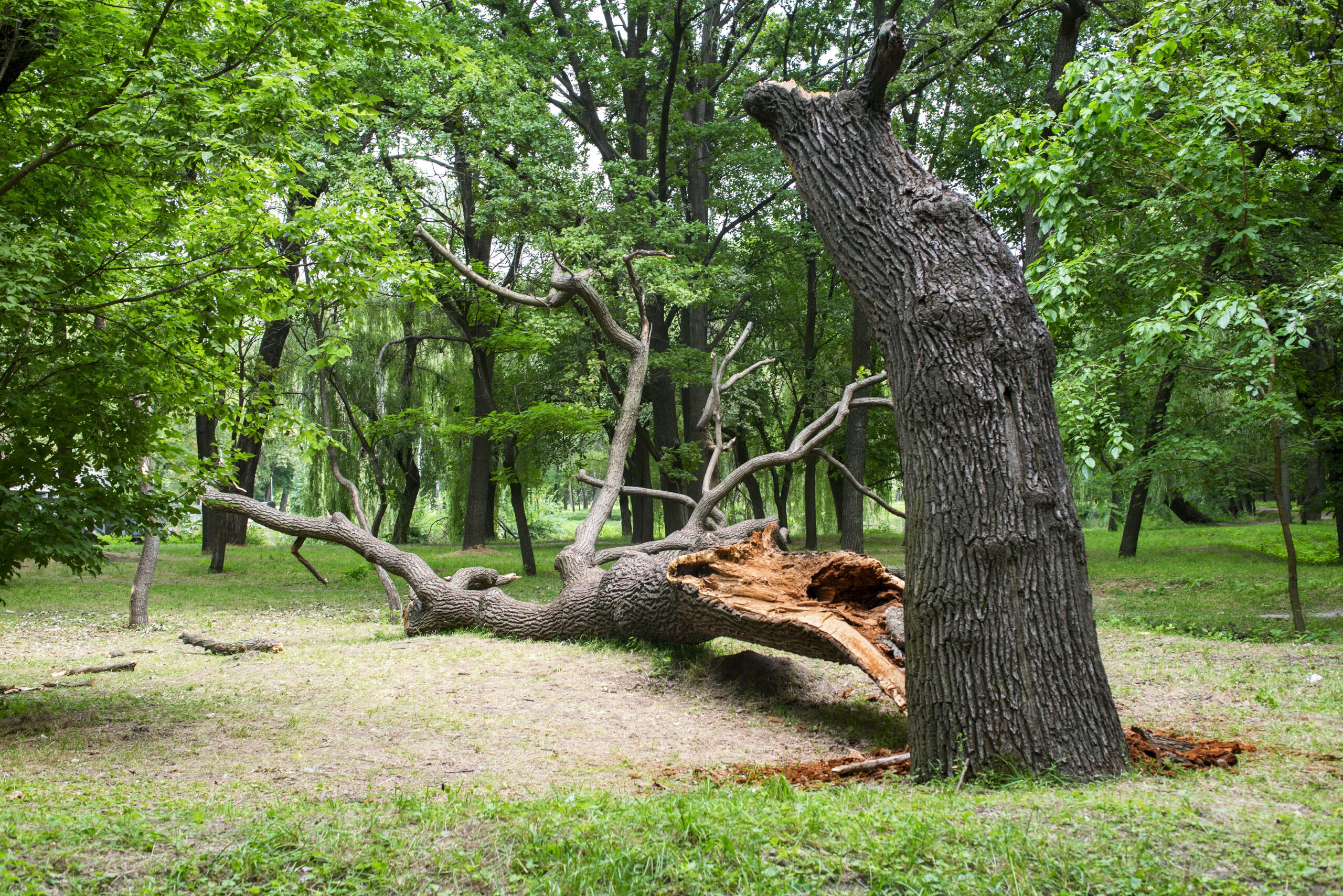 Storm Damage Cleanup in Luverne Alabama