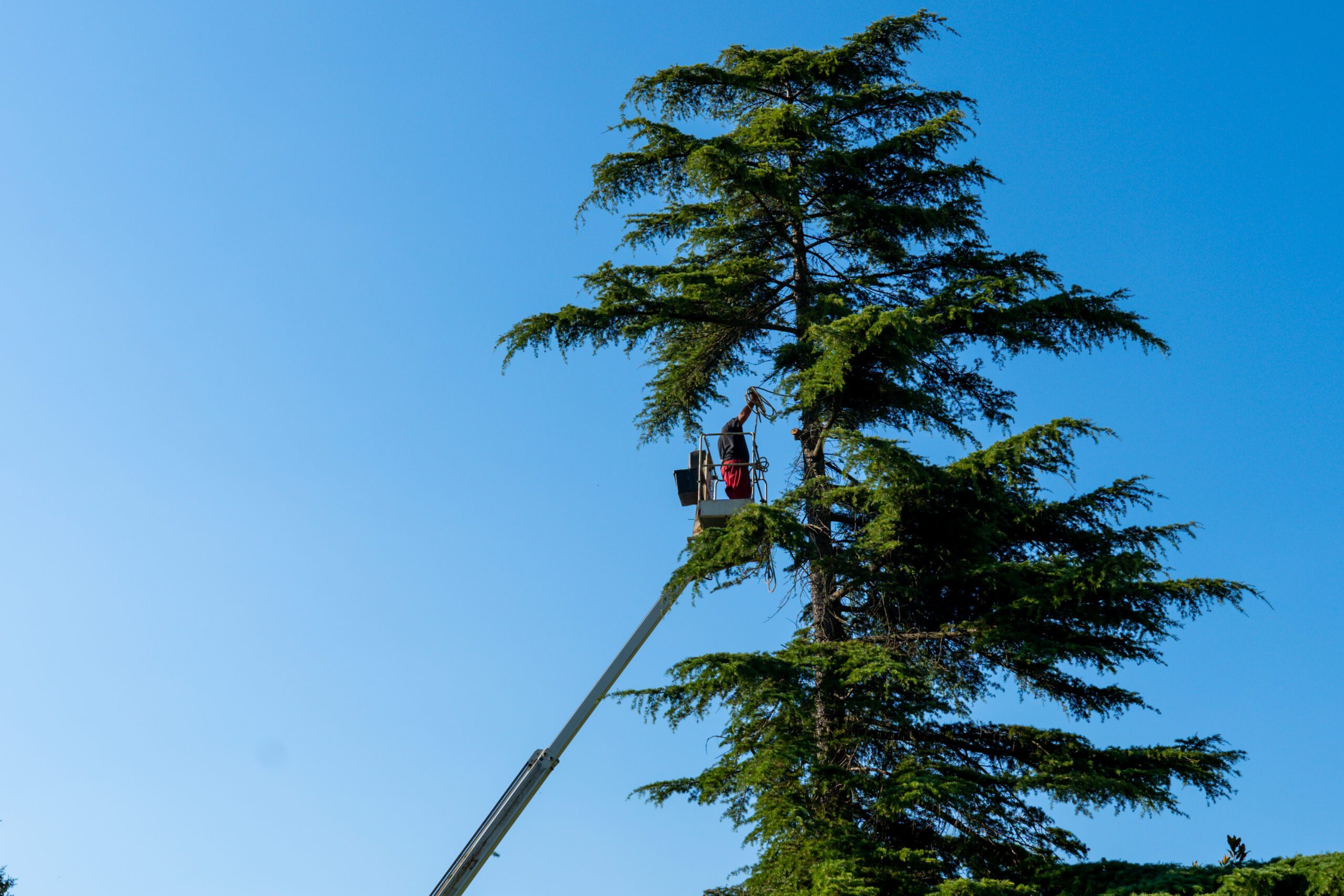 Tree Trimming Luverne Alabama