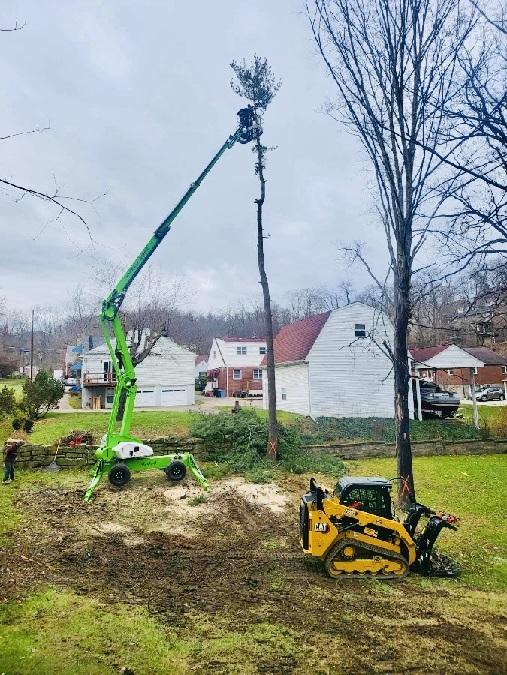 Tree trimming in Luverne, Alabama