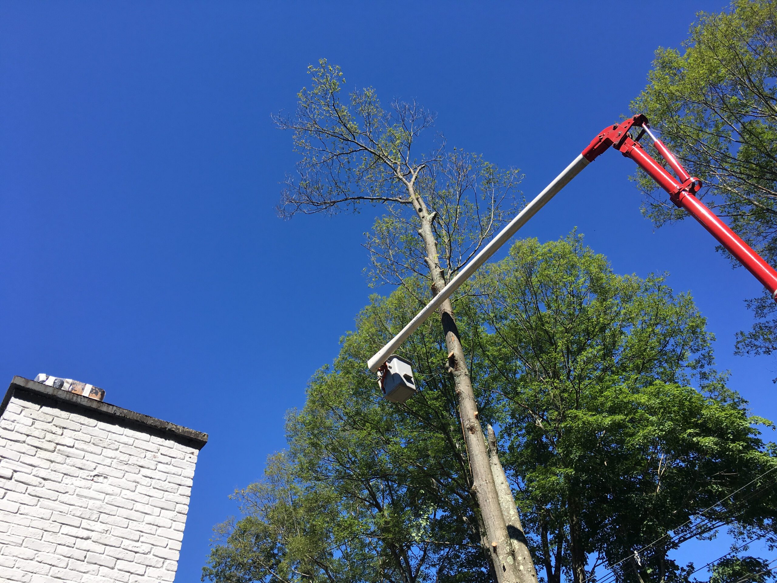 Tree Trimming Luverne Alabama