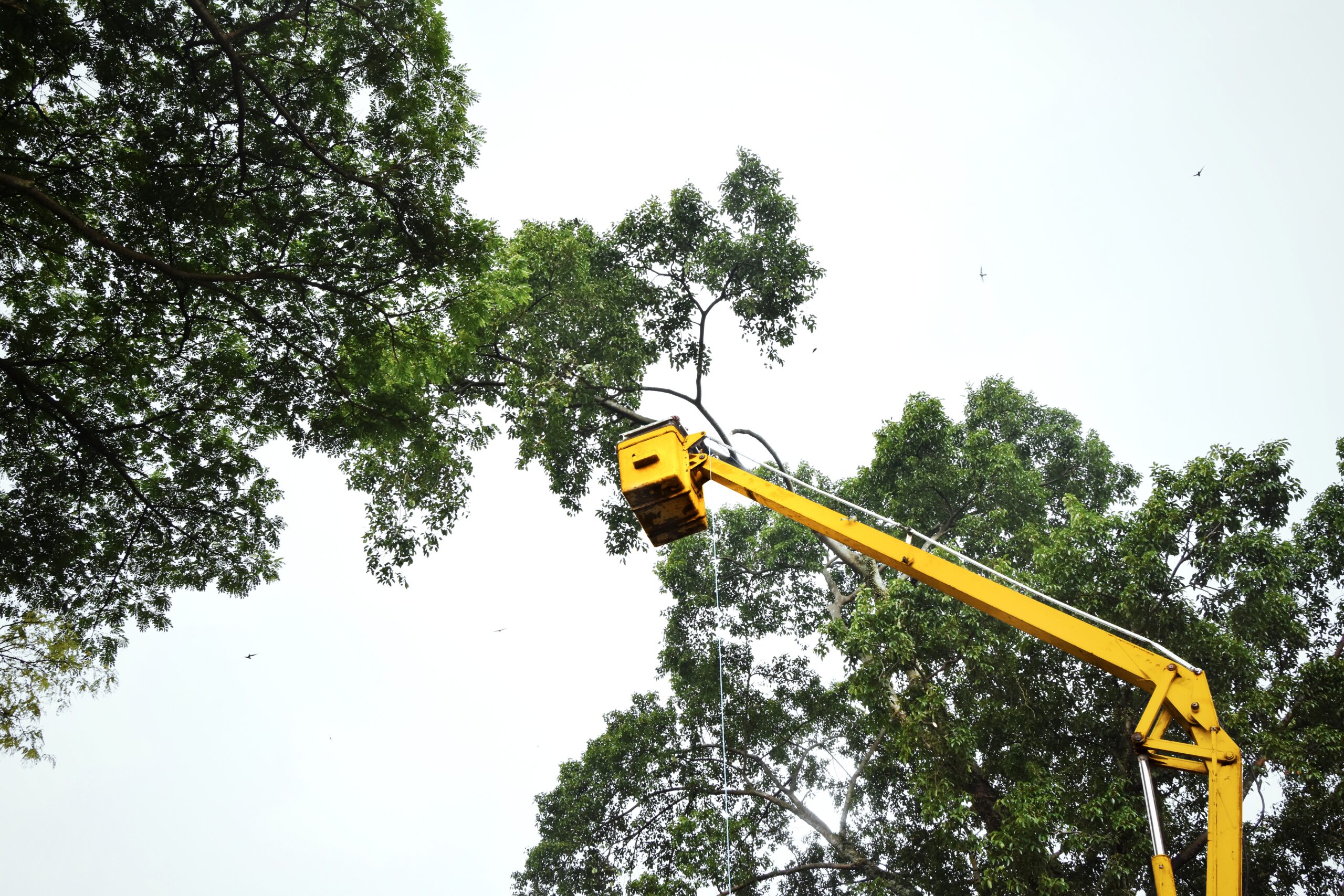 Tree Pruning in Luverne Alabama