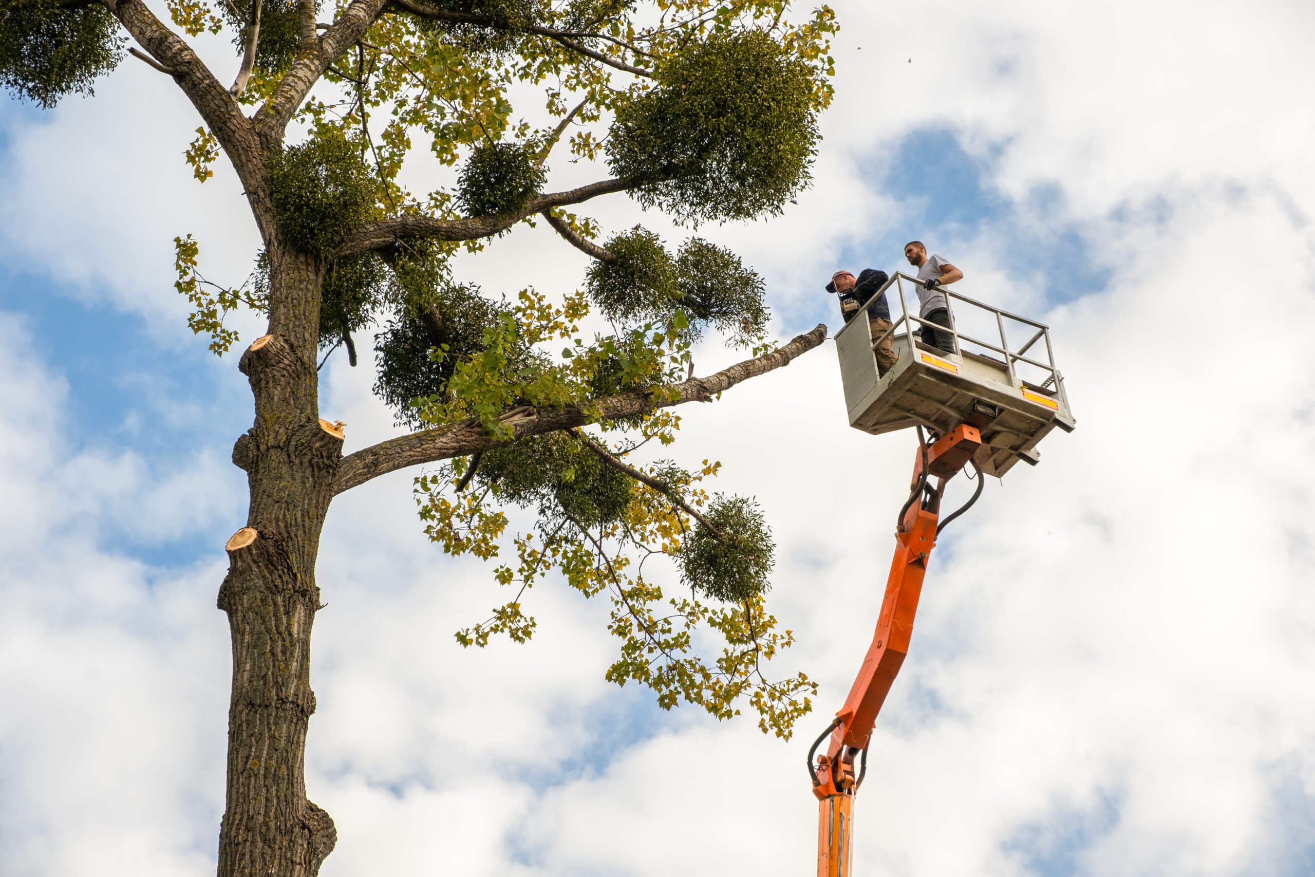 Tree Pruning in Luverne Alabama